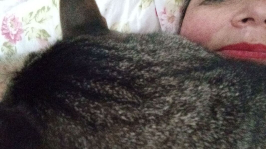 How cats show affection
