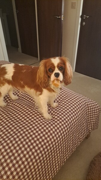Adolescent Dog Survival...Sharing Tips & Tails