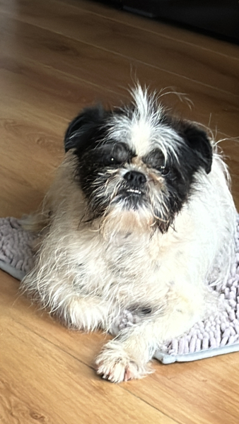 A photo of your dog right now