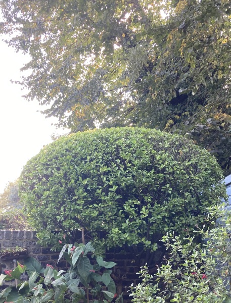 What have you done in the garden today? Part 6