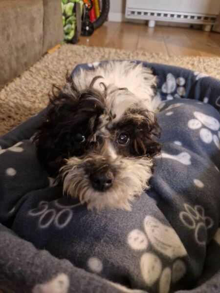 Puppy Survival Thread for New & Old Pups - Soon be Autumn 2024