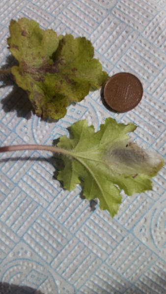Heuchera leaf problems