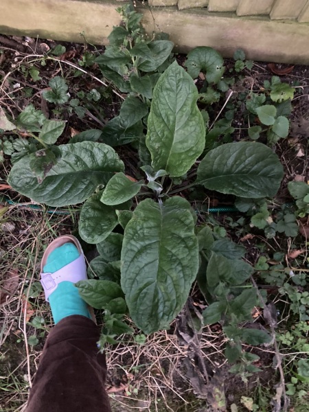 Plant id please