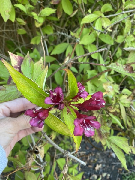 anyone tell me what this tree is called please
