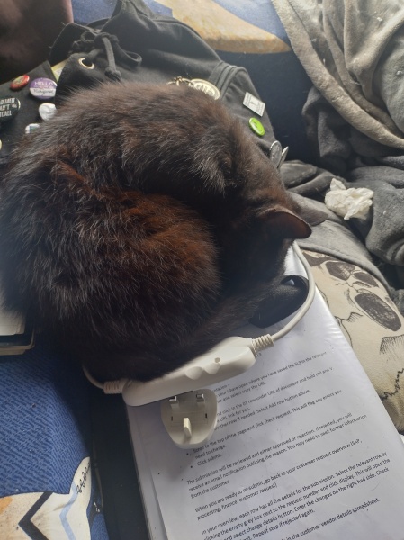 Flounders or Flouncers? The Excellent Cats continue their important debate