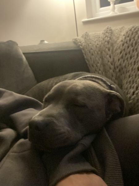 A photo of your dog right now