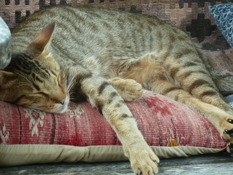 Oriental type cats