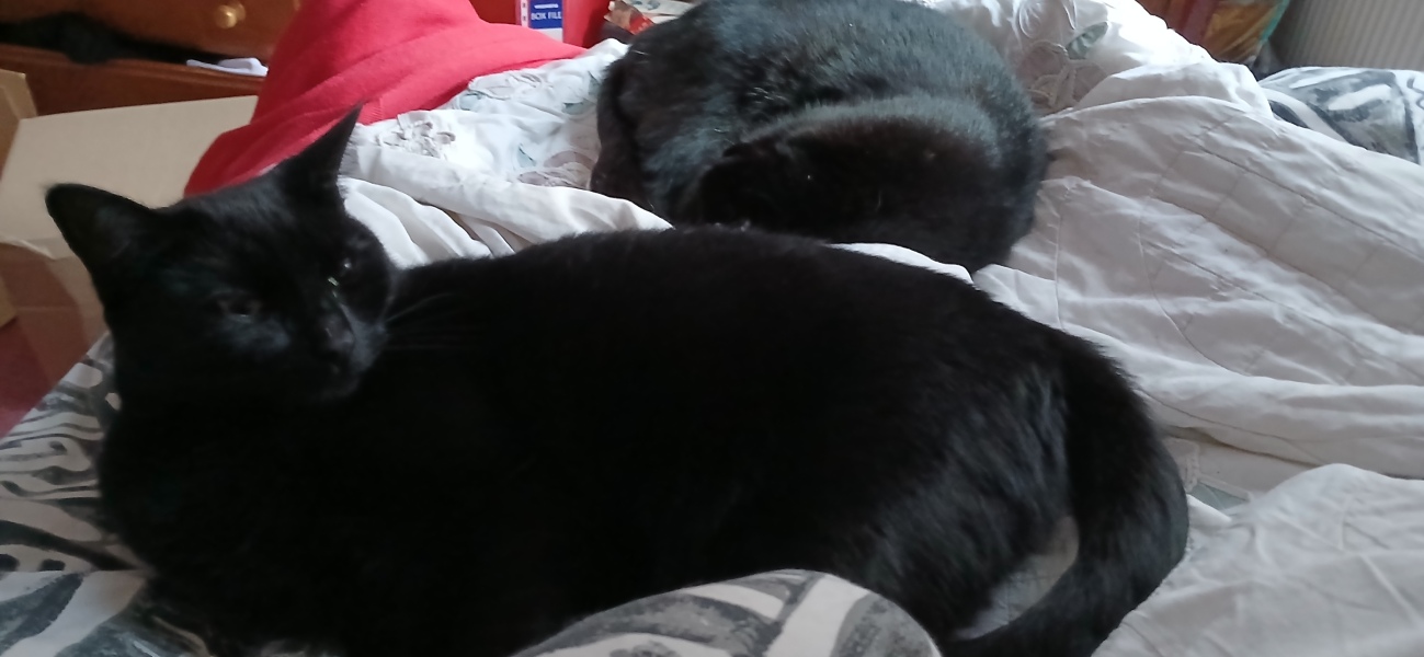 Flounders or Flouncers? The Excellent Cats continue their important debate