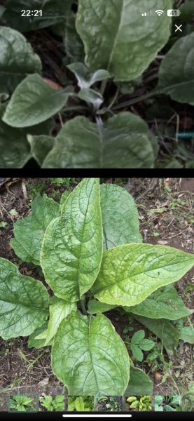Plant id please