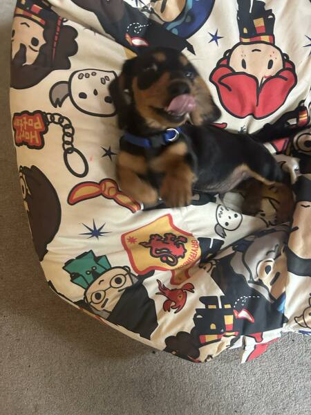 Puppy Survival Thread for New & Old Pups - Soon be Autumn 2024