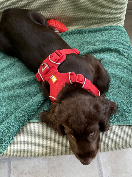Puppy Survival Thread for New & Old Pups - Soon be Autumn 2024