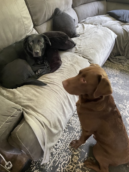 HELP! Pic attached! Dog is obsessed with bitch all of a sudden!!