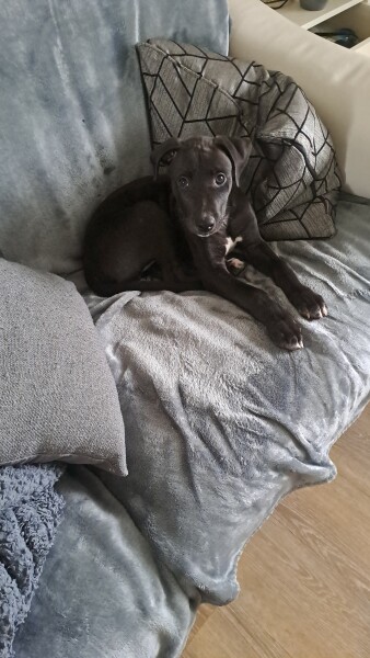 Puppy Survival Thread for New & Old Pups - Soon be Autumn 2024