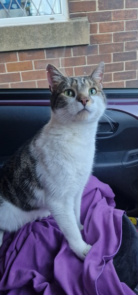 Thread 7 Starmer : Cats and Conferences