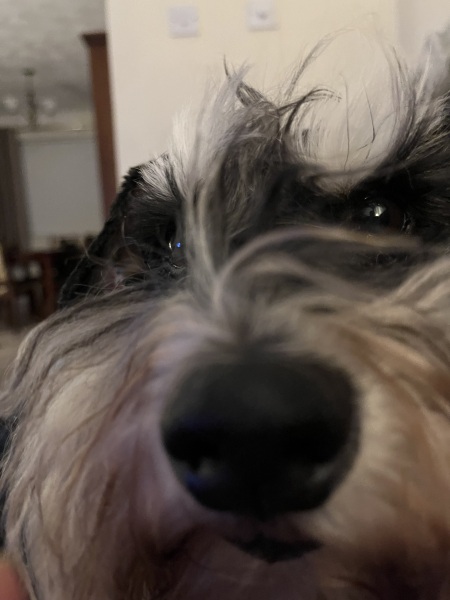 Thread 7 Starmer : Cats and Conferences