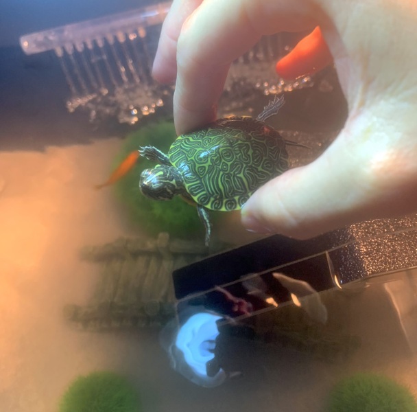 Any turtle lovers??