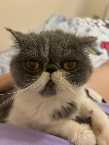 Magnificent Moustaches