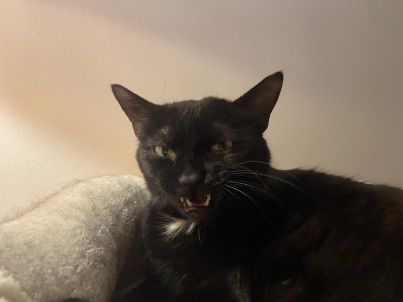 Expressions of noble disappointment please