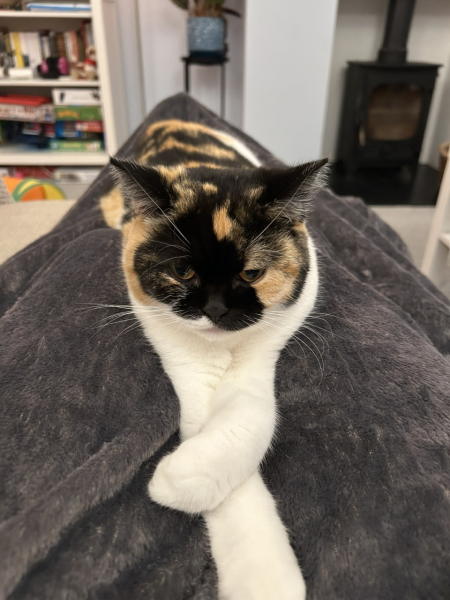Cat flaps that stop mice/birds from being brought in