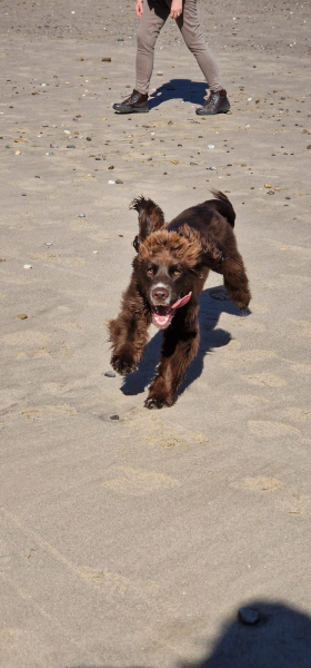 Puppy Survival Thread for New & Old Pups - Soon be Autumn 2024
