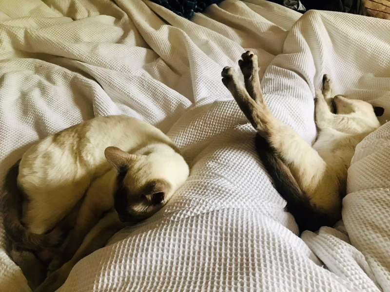 Thread 7 Starmer : Cats and Conferences