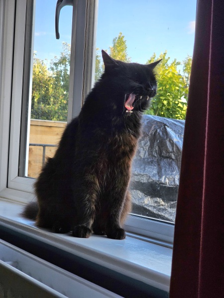 Passports, buckets and spades - the Excellent Cats go on their holidays