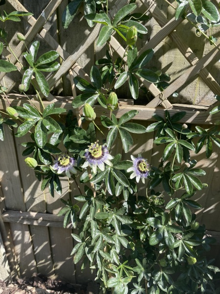 Any idea what’s wrong with my passion flower?