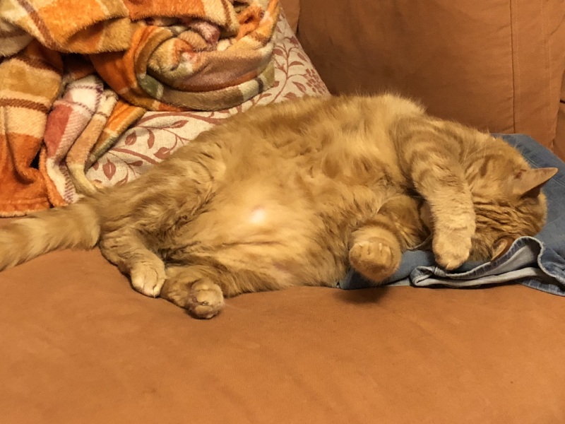 Flounders or Flouncers? The Excellent Cats continue their important debate