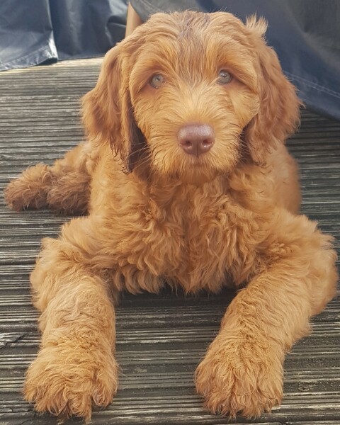 To not understand the obsession with ‘doodle’ breeds