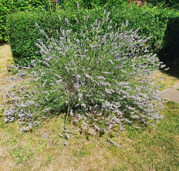 Ideas what flowers I can plant on either side please