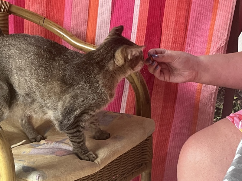 Passports, buckets and spades - the Excellent Cats go on their holidays