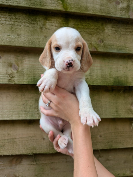 Puppy Survival Thread for New & Old Pups - Soon be Autumn 2024