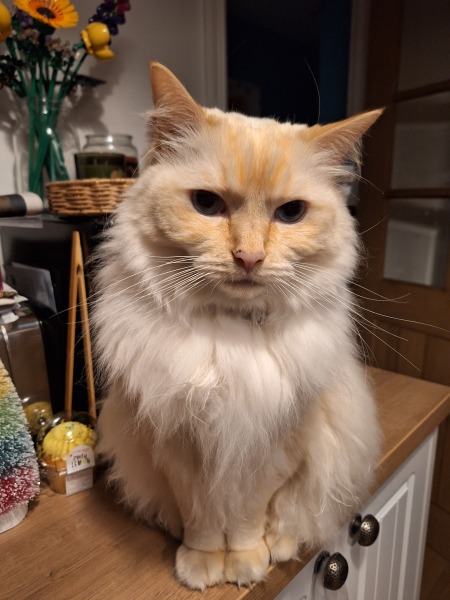 The Autumnal Christmas Chronicles Preamble thread