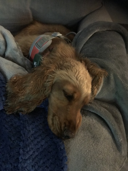 A photo of your dog right now