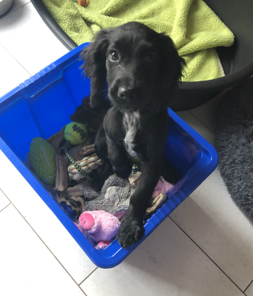 Puppy Survival Thread for New & Old Pups - Soon be Autumn 2024