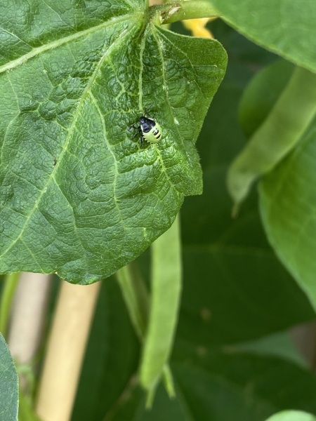 Will shield bugs hurt runner beans?