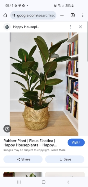 Plant knowledge please?
