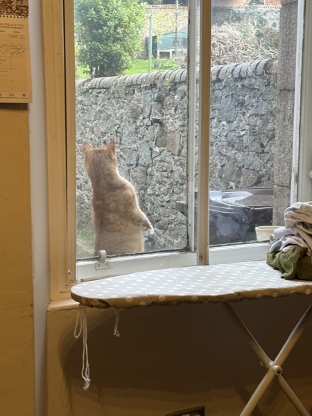 Passports, buckets and spades - the Excellent Cats go on their holidays
