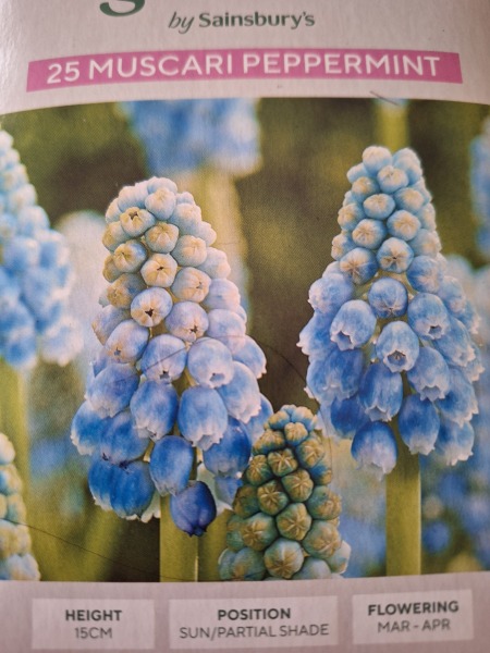 The Autumnal Christmas Chronicles Preamble thread