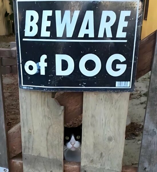 It's not over until the Cat Lady sings - Trump thread #133