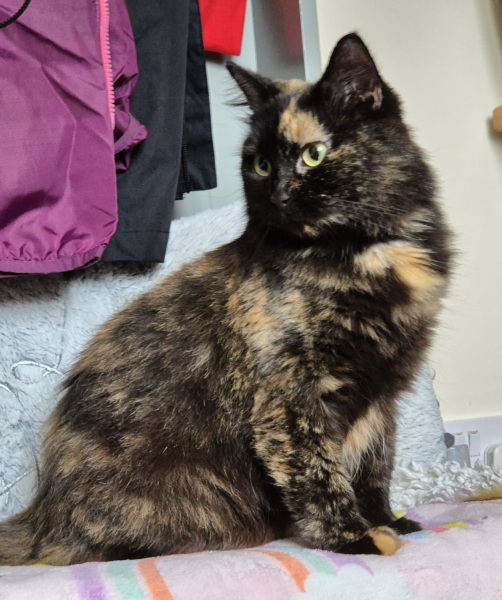 Oh help me, I looked at the "cats needing homes" page!