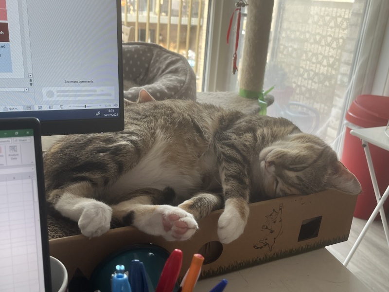 Flounders or Flouncers? The Excellent Cats continue their important debate