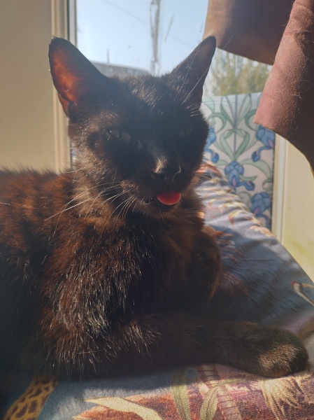 Passports, buckets and spades - the Excellent Cats go on their holidays