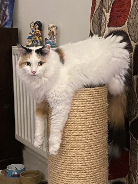 What cat food is your cat eating?