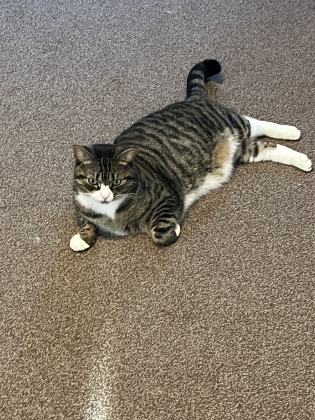 Thread 8 Starmer : Cat fur on new clothes