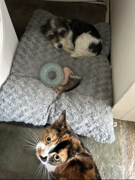 Flounders or Flouncers? The Excellent Cats continue their important debate