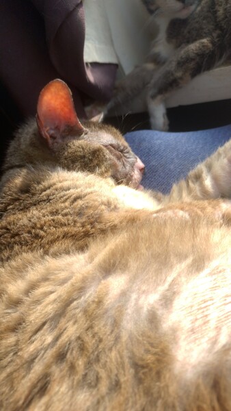 Passports, buckets and spades - the Excellent Cats go on their holidays