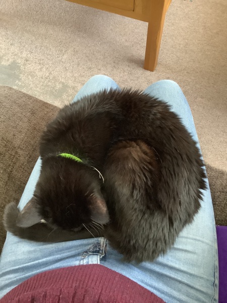 What's True Pussycat? - Trump Thread #134