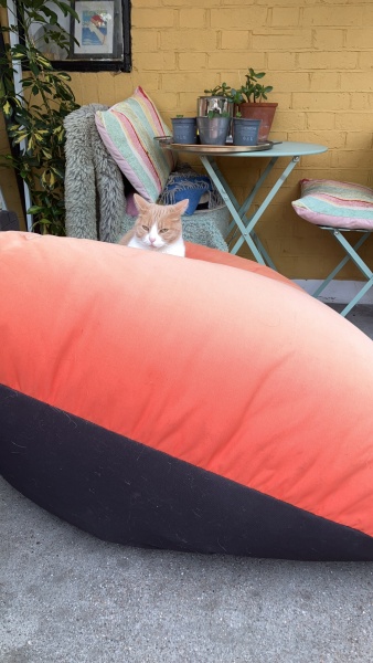 Flounders or Flouncers? The Excellent Cats continue their important debate