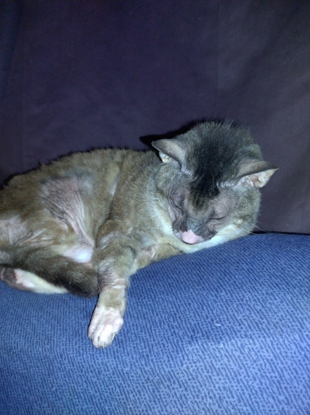 Passports, buckets and spades - the Excellent Cats go on their holidays